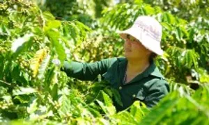 Nescafé Plan 13 năm thúc đẩy nông nghiệp tái sinh Nescafé Plan 13 năm thúc đẩy nông nghiệp tái sinh
