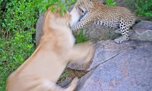 Báo mẹ liều mình vật lộn với sư tử để bảo vệ con Báo mẹ liều mình vật lộn với sư tử để bảo vệ con