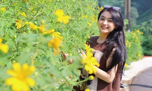 Hoa dã quỳ bung nở ở Ba Vì Hoa dã quỳ bung nở ở Ba Vì