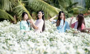Vườn cúc họa mi hút khách chụp ảnh ở Hà Nội Vườn cúc họa mi hút khách chụp ảnh ở Hà Nội