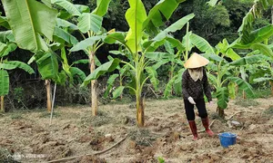 Anh chị có quyền đòi chia đất gia đình khi em trai đã đứng tên sổ đỏ? Anh chị có quyền đòi chia đất gia đình khi em trai đã đứng tên sổ đỏ?