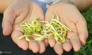 Kiếm tiền tỷ từ cây kim ngân hoa Kiếm tiền tỷ từ cây kim ngân hoa