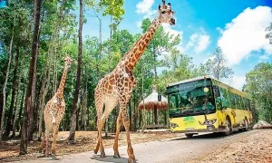 Vinpearl Safari Phú Quốc vào top đầu vườn thú và thủy cung châu Á Vinpearl Safari Phú Quốc vào top đầu vườn thú và thủy cung châu Á