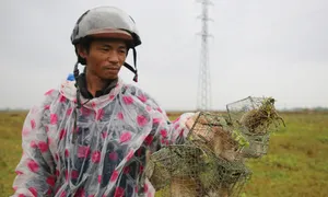 Người đàn ông mỗi đêm bắt hơn 350 chuột đồng Người đàn ông mỗi đêm bắt hơn 350 chuột đồng