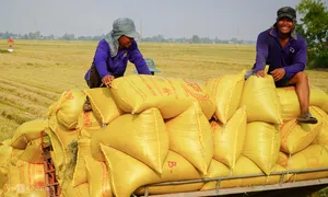 Xuất khẩu gạo của Việt Nam lập kỷ lục mới Xuất khẩu gạo của Việt Nam lập kỷ lục mới