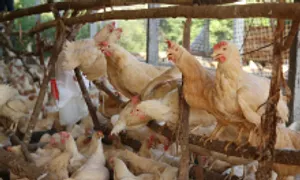 Việt Nam lần đầu bán tín chỉ gà đẻ không nhốt lồng Việt Nam lần đầu bán tín chỉ gà đẻ không nhốt lồng