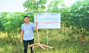 Thử nghiệm giống sắn sạch bệnh khảm lá Thử nghiệm giống sắn sạch bệnh khảm lá