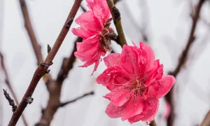 Đào Nhật Tân vào vụ Tết Đào Nhật Tân vào vụ Tết