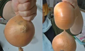 Cách bảo quản hành tây bằng quần tất Cách bảo quản hành tây bằng quần tất