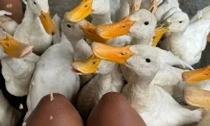 Khách Tây đến Quảng Bình trải nghiệm massage vịt Khách Tây đến Quảng Bình trải nghiệm massage vịt
